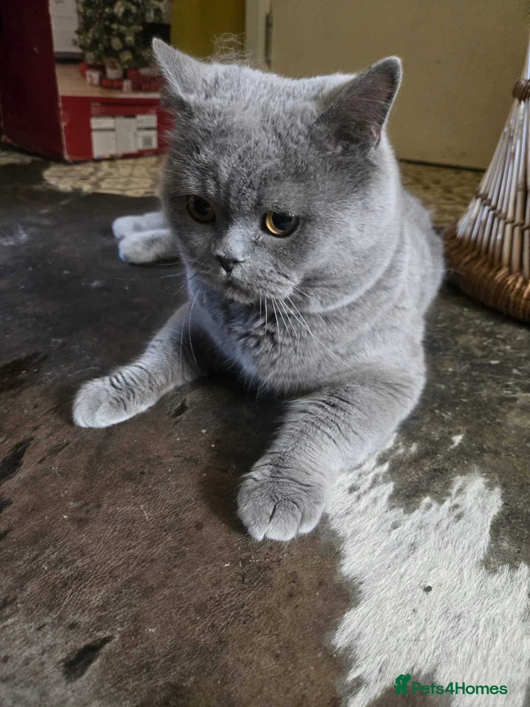 British Shorthair cats for sale: Large British short hair blue in London - Advert 4