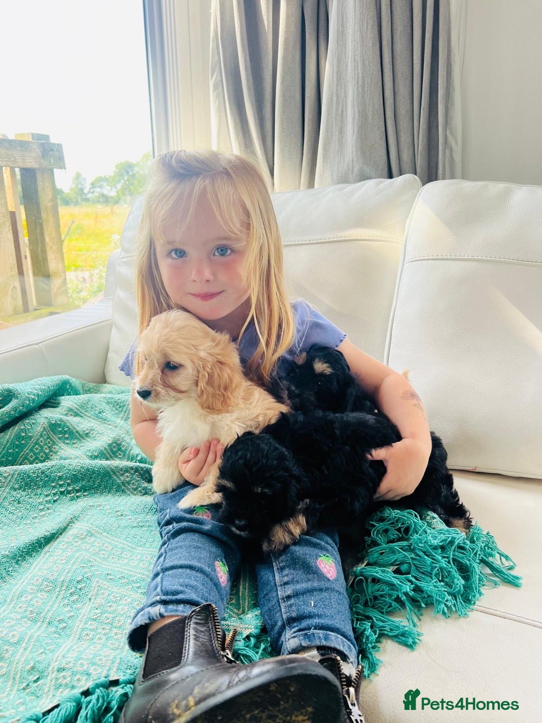 Cavapoo dogs for sale: F1 Cavapoo Puppies  - Image 3