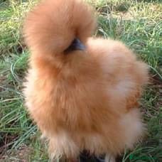 Chickens poultry Bearded Silkie Hatching Eggs - Advert 5