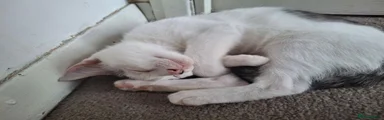 Little Pua