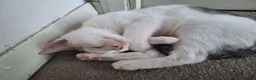 Mixed Breed cats for sale: Little Pua (Moana) - Advert 2