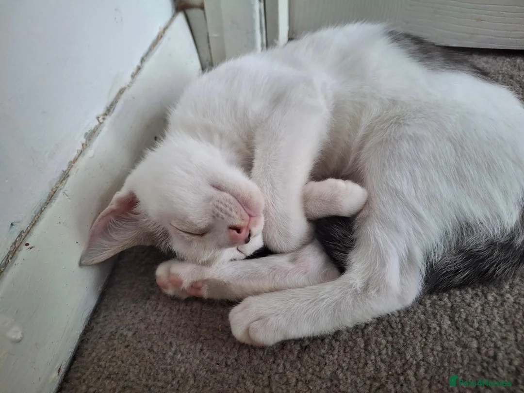Mixed Breed cats for sale: Little Pua (Moana) - Advert 2