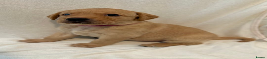 Labrador Retriever Puppy 4
