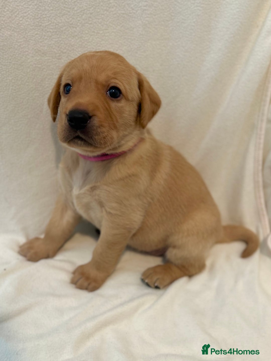Labrador Retriever dogs for sale: Family/Working bred KC Labradors - Image 18