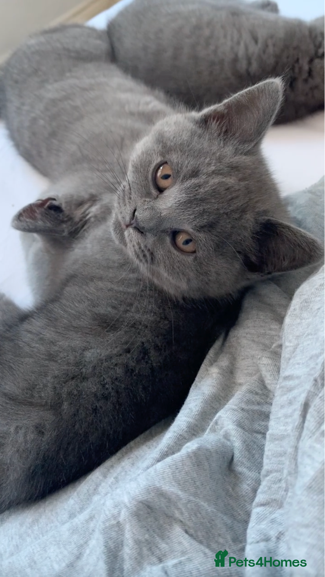 British Shorthair cats for sale: British Shorthair Blue Kittens 💛 Raised with Love - Advert 16