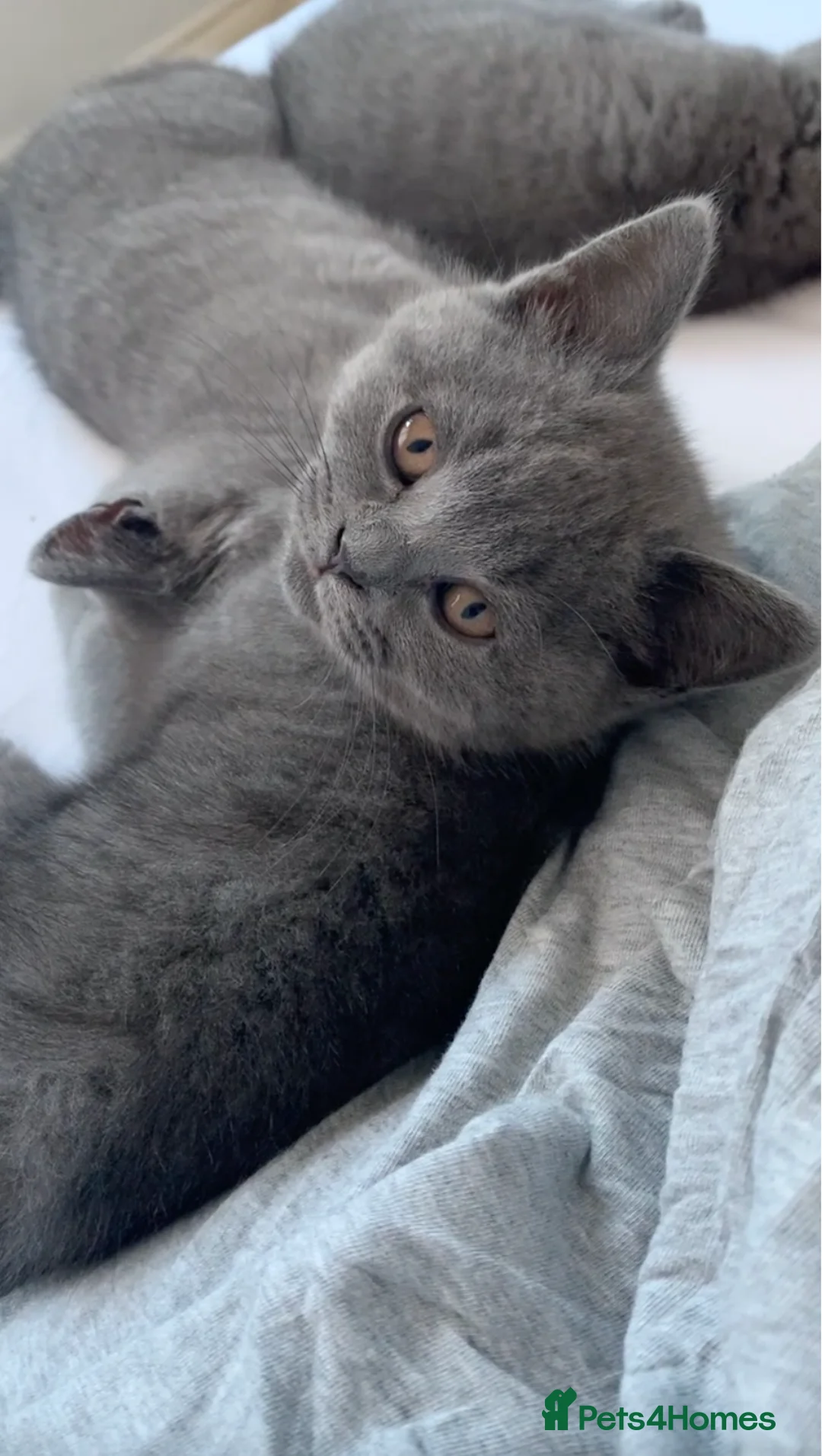 British Shorthair cats for sale: British Shorthair Blue Kittens 💛 Raised with Love - Advert 9