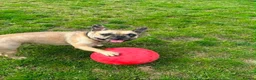 French Bulldog dogs for sale: Cash boy  - Advert 3