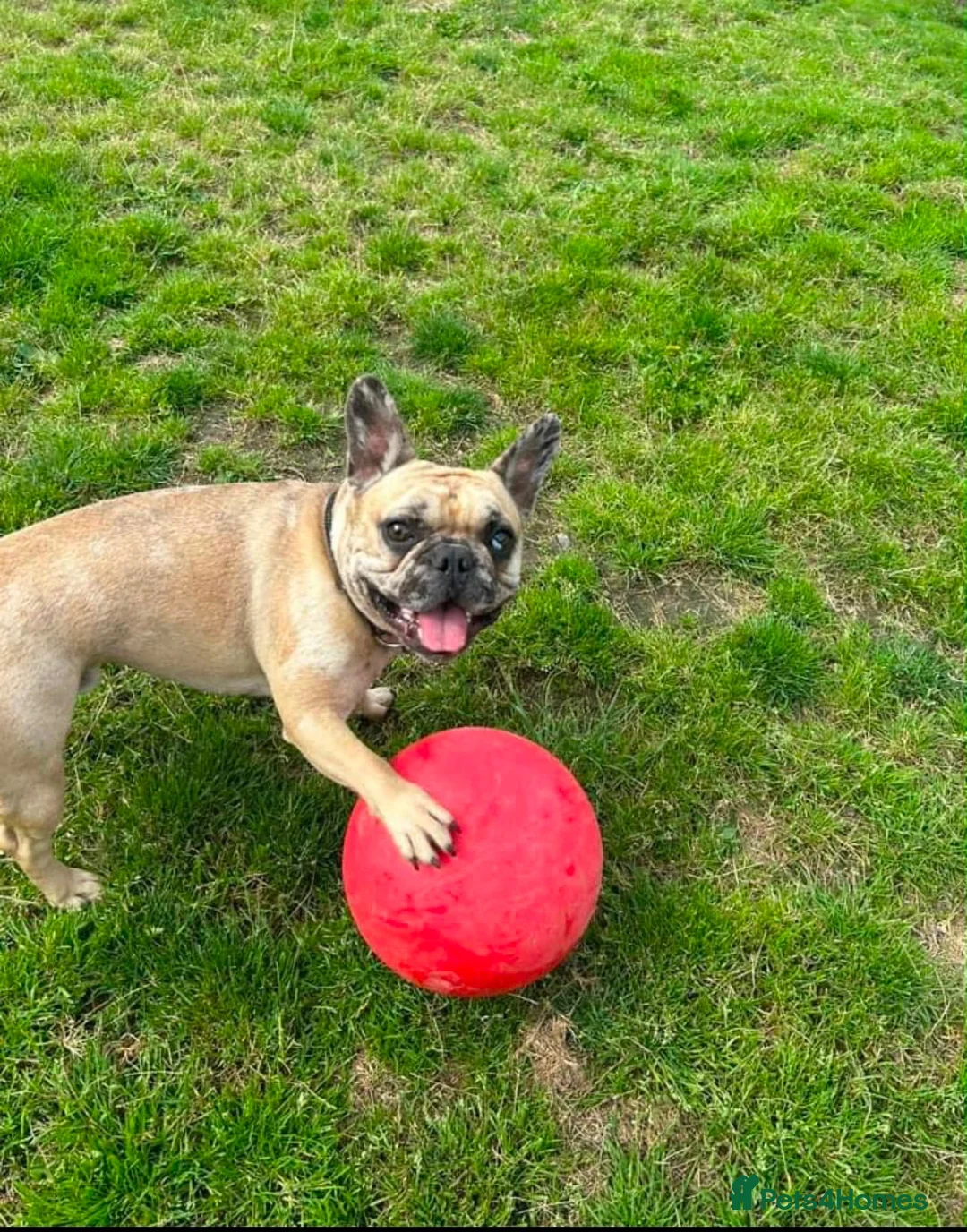 French Bulldog dogs for sale: Cash boy  - Advert 3
