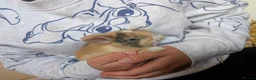 Mixed Breed rabbits for sale: 3 Neverland dwarf rabbits cross lop - Advert 3