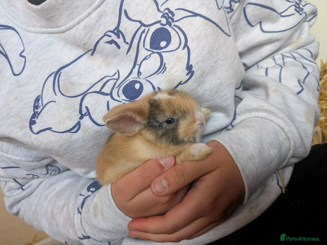 Mixed Breed rabbits for sale: 3 Neverland dwarf rabbits cross lop - Advert 3