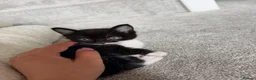 Domestic Shorthair cats for sale: Male kitten - Advert 3