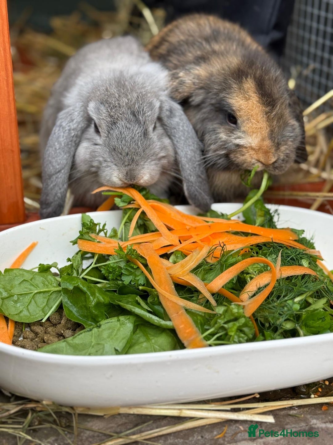 Mini Lop rabbits for sale: 2 Mini Lops - 4 months old  - Image 2