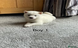 Japanese Shiba Inu dogs for sale: Health Tested Japanese Shiba Inu Puppies - Image 10