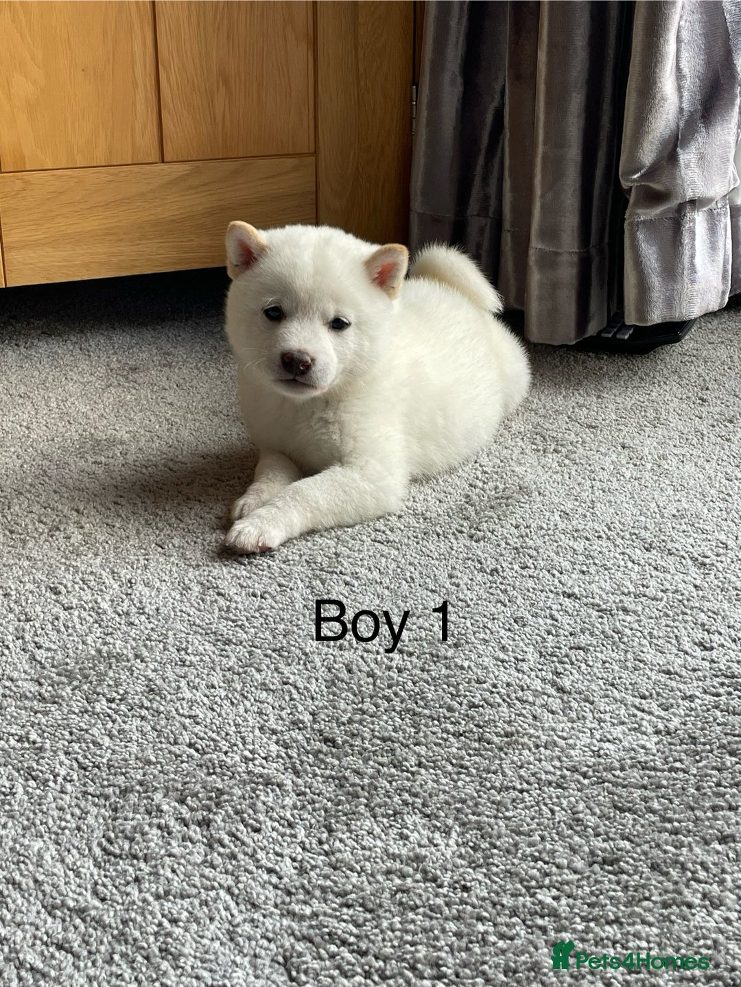 Japanese Shiba Inu dogs for sale: Health Tested Japanese Shiba Inu Puppies - Image 10