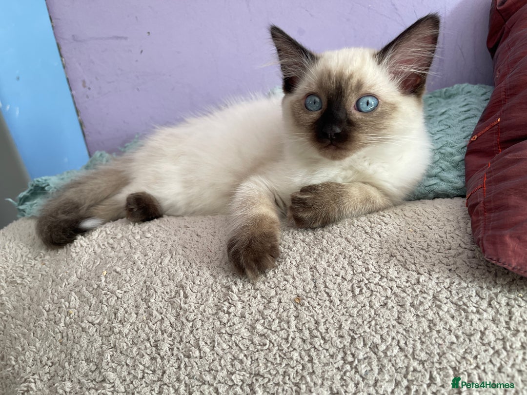 Ragdoll cats for sale: Exquisite 6th Gen*  PUREBREED Ragdoll Kittens - Image 14