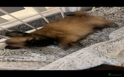 Pomchi dogs for sale: 5 beautiful xs pomchi (open to offers) - Image 2