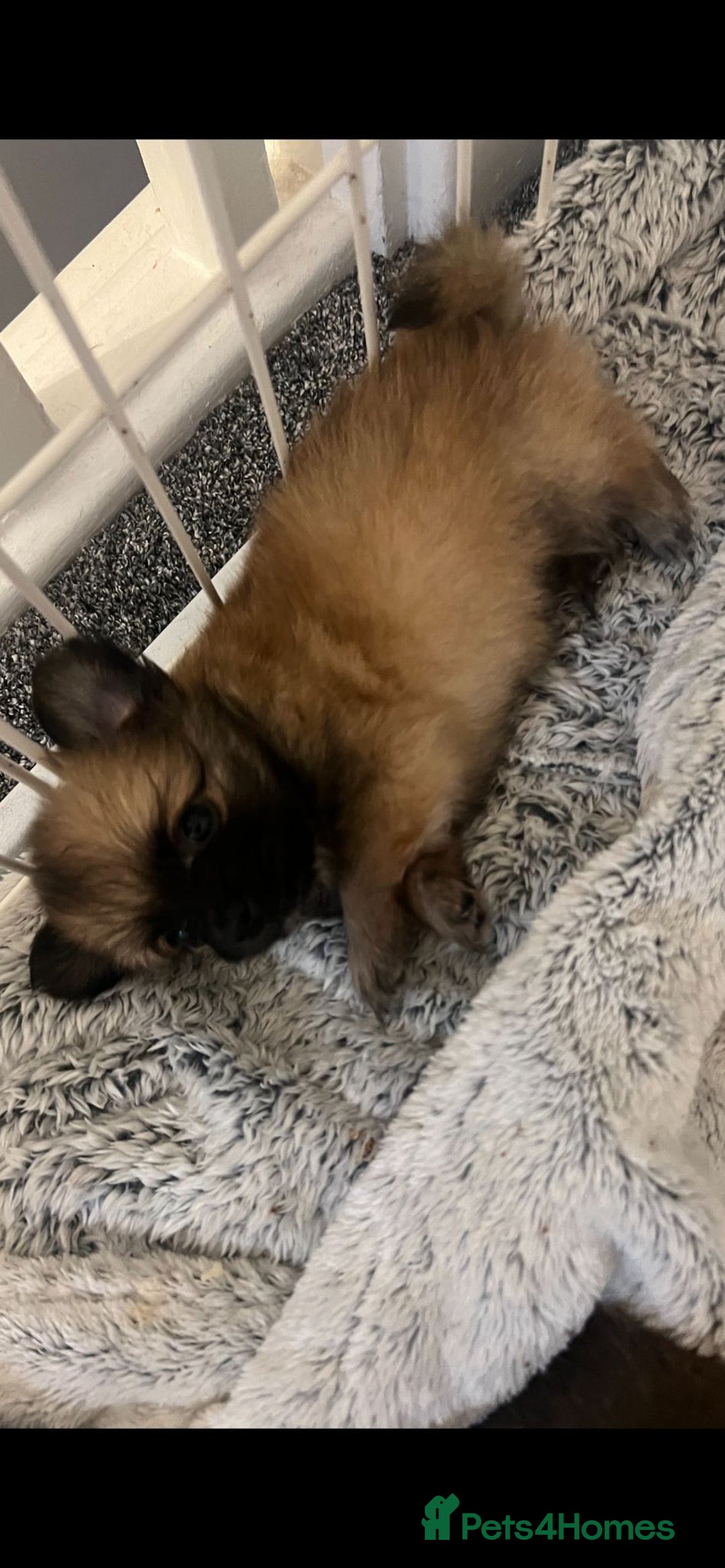 Pomchi dogs for sale: 5 beautiful xs pomchi (open to offers) - Image 2