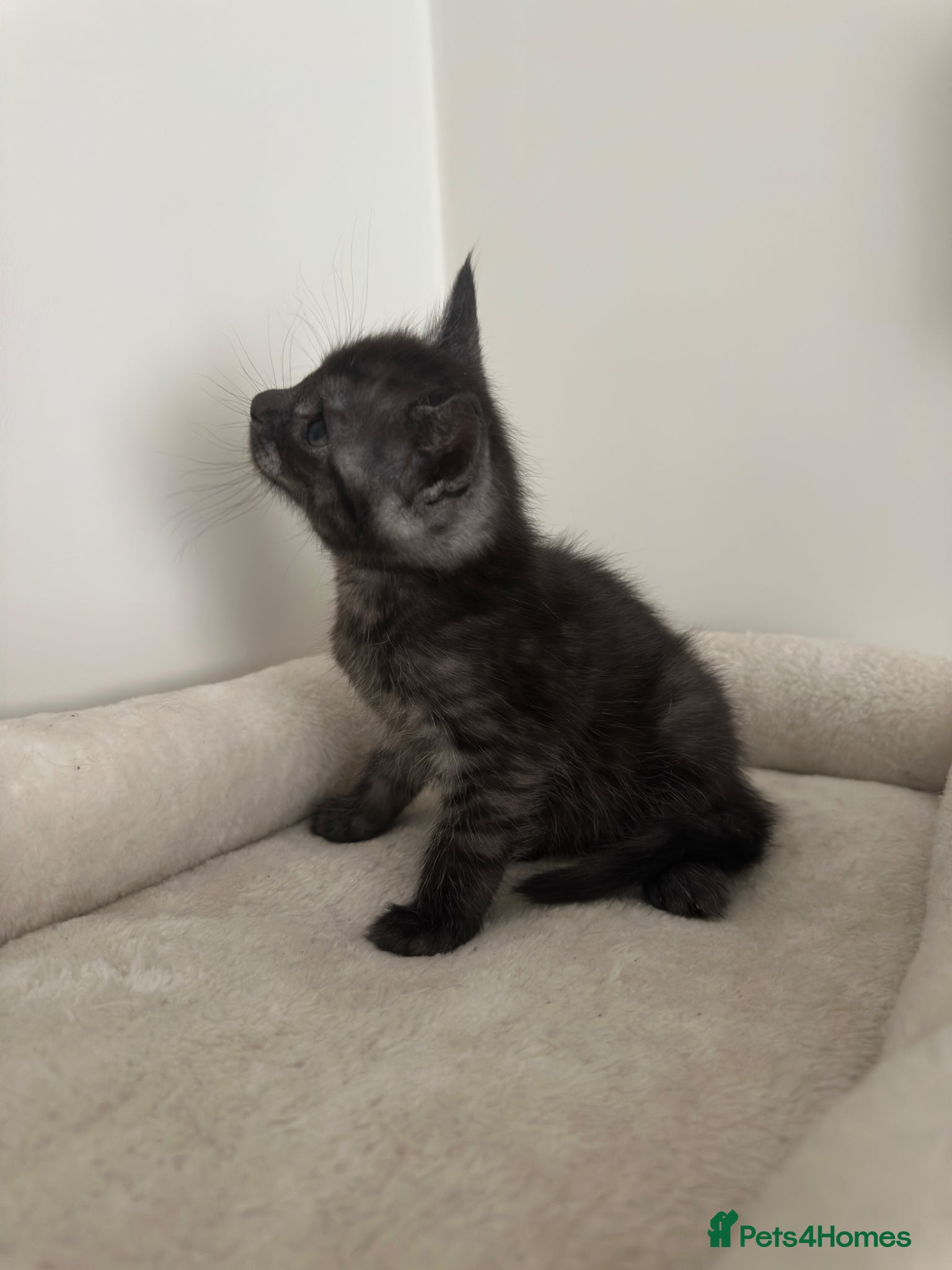 Mixed Breed cats for sale: Maine coon mix breed kittens  - Advert 3