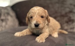 Cockapoo dogs for sale: Cockapoo puppies for sale  - Image 5