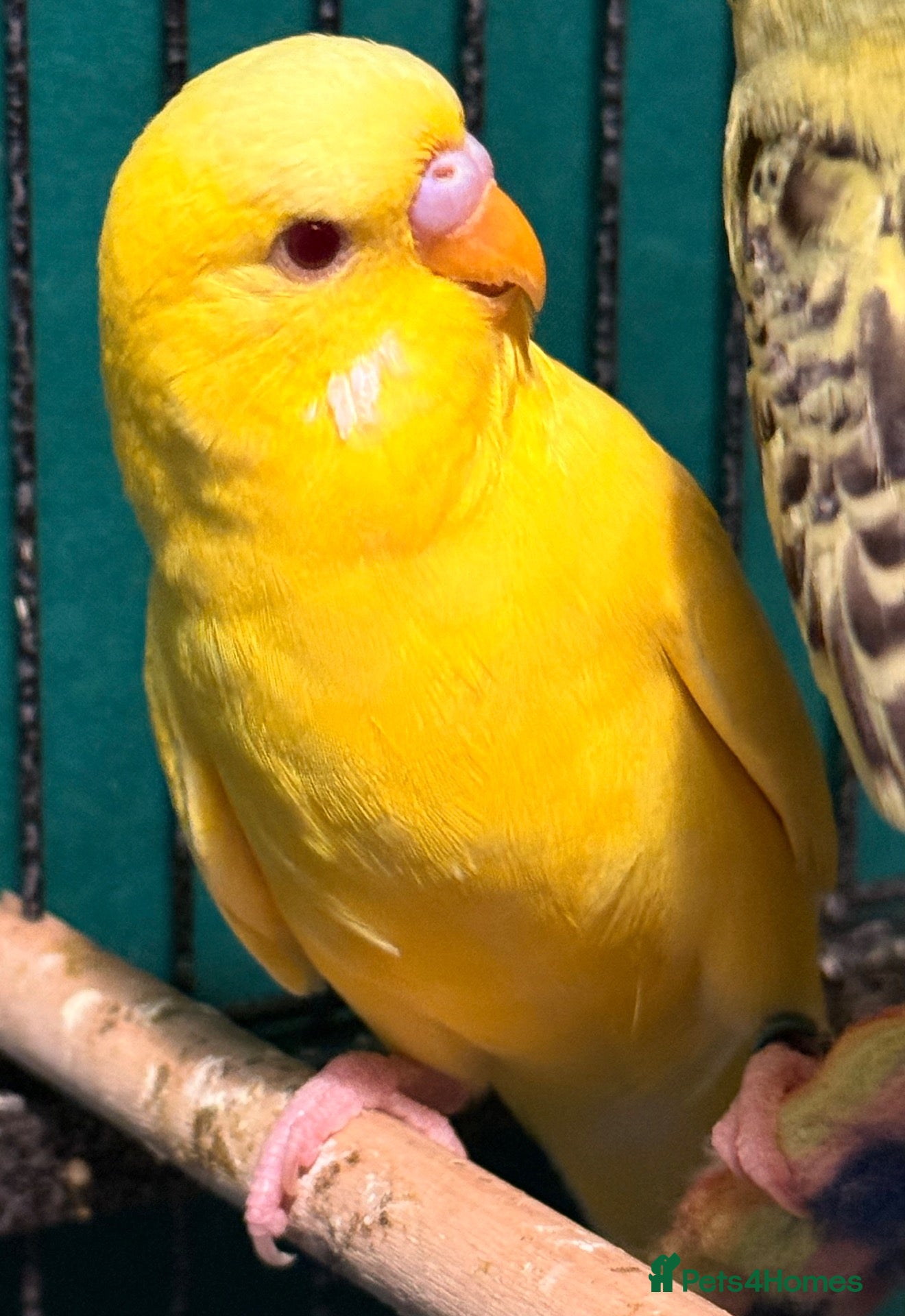 Budgerigars birds  SOLD Bonded 5 month old budgies, male & female  - Advert 2