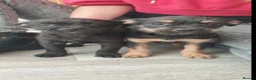 Mixed Breed dogs for sale: Terrier pups - Advert 6