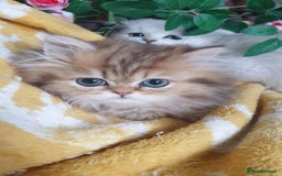 Persian cats for sale: 🌟Beautiful Pedigree Chinchilla Persian Kitten🌟 - Image 18