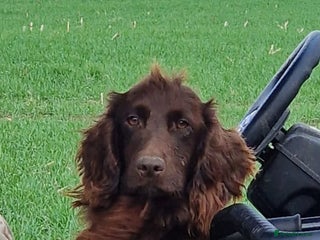 Cocker Spaniel dogs in Maldon - Advert 5