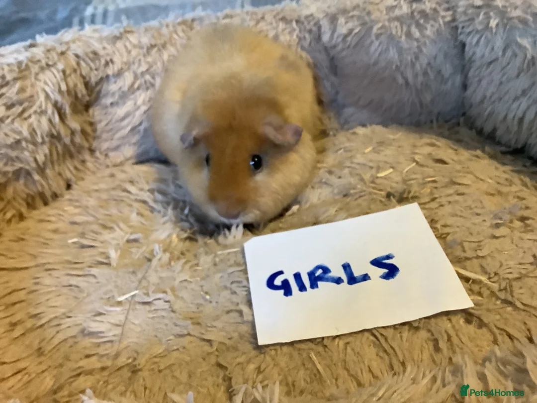 Guinea Pig rodents for sale: Lovely Baby Teddy, Cali, Satin Carrier Guinea Pigs - Advert 7