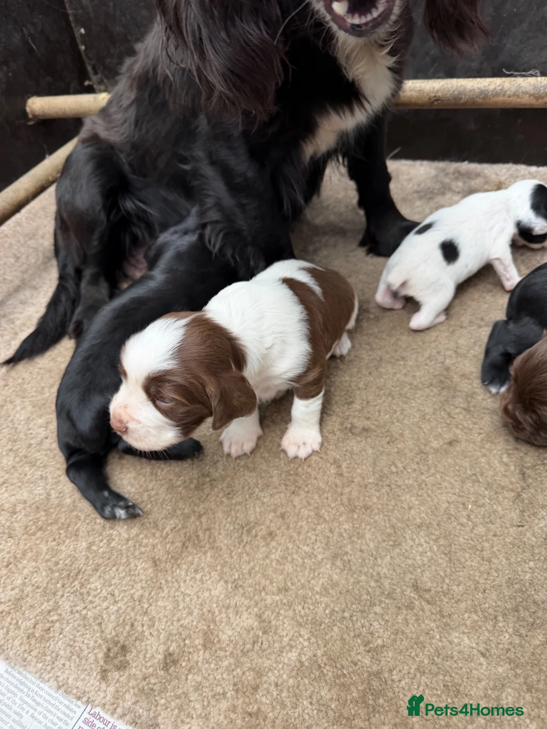 Sprocker dogs for sale: Health tested sprockers  - Advert 13