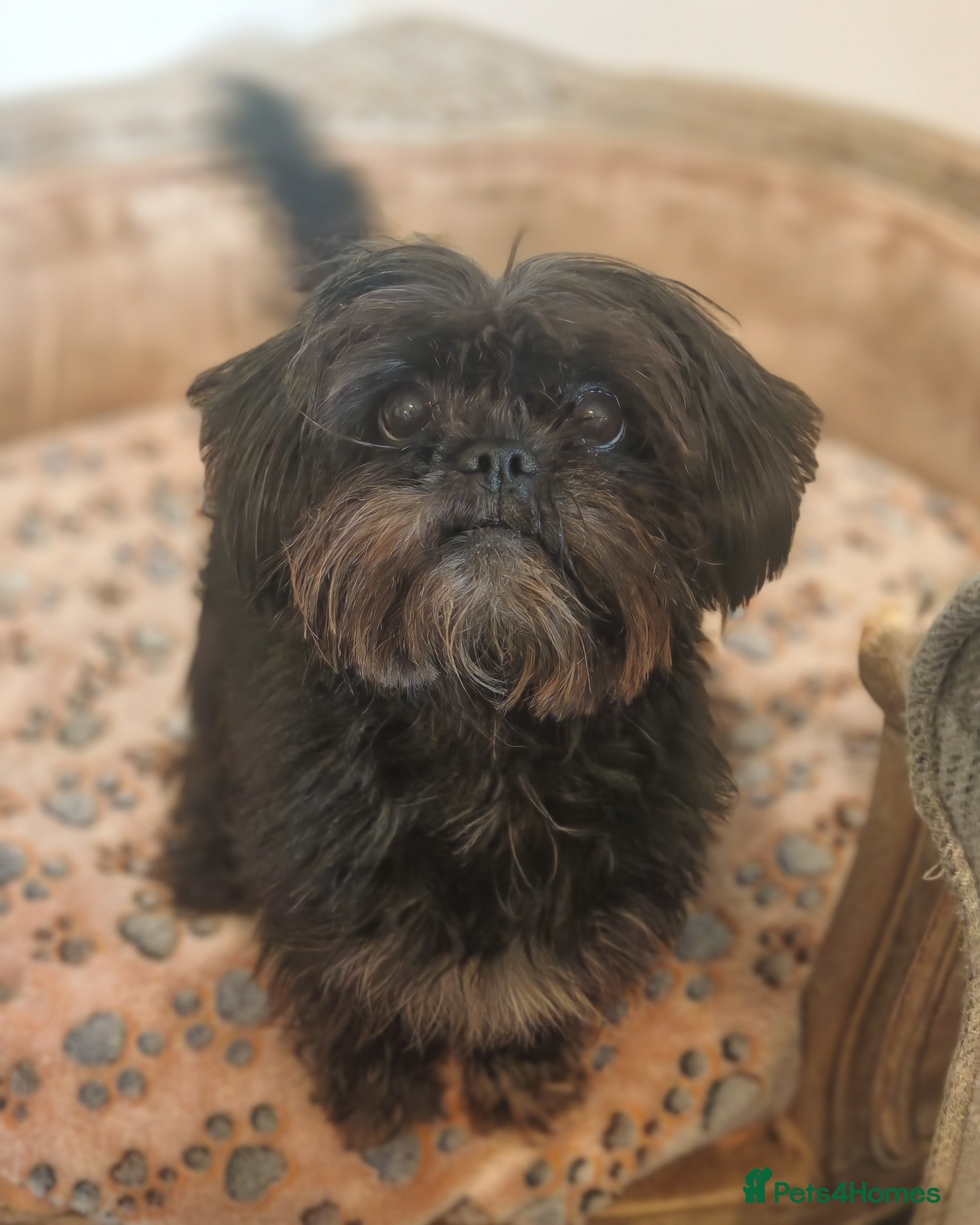 Shih Tzu dogs Shih Tzu cross Affenpinscher - Advert 1