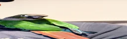 Conures birds for sale: Green cheek conure  in Arbroath - Advert 1