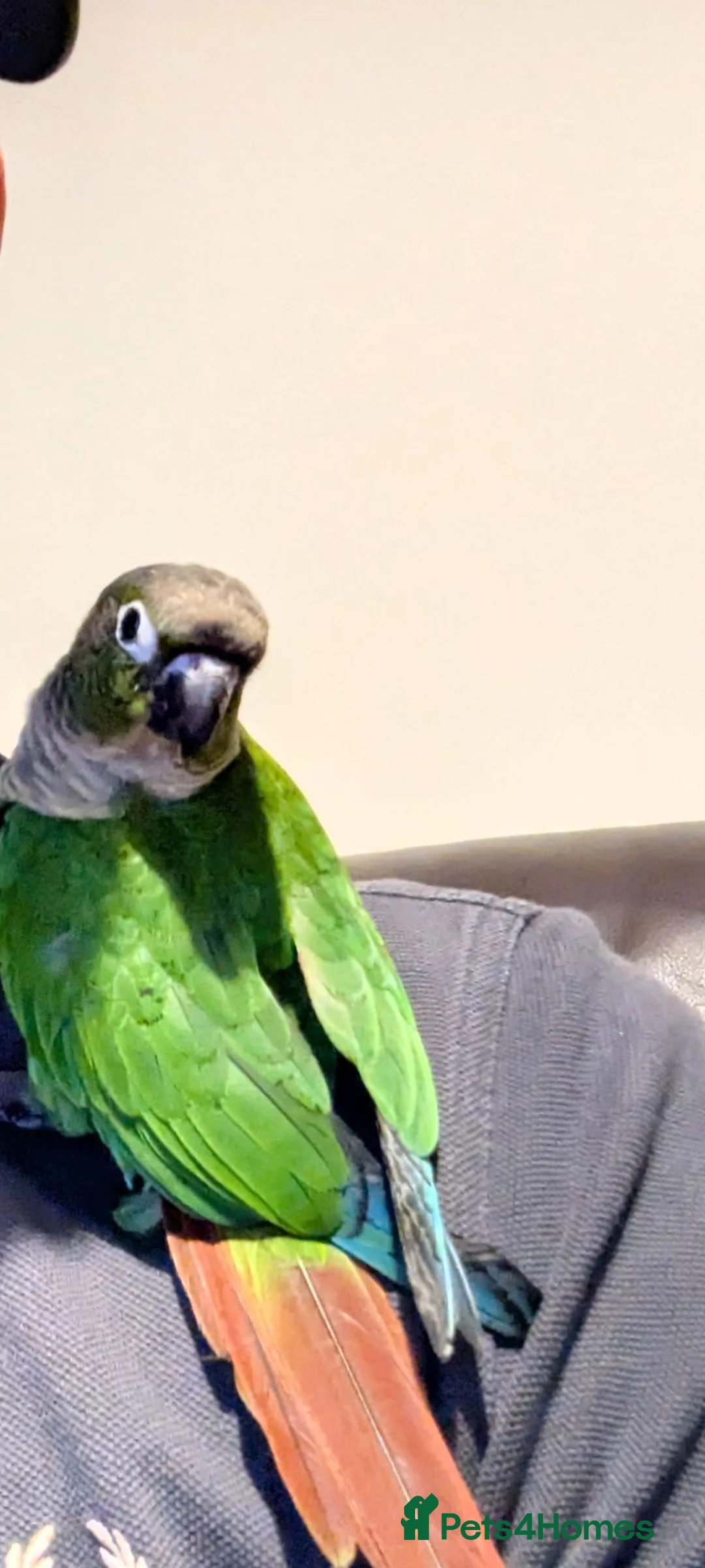 Conures birds for sale: Green cheek conure  in Arbroath - Advert 1