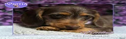 Miniature Dachshund dogs for sale: READY NOW Beautiful Mini Dachshund Puppies ⭐ - Advert 1