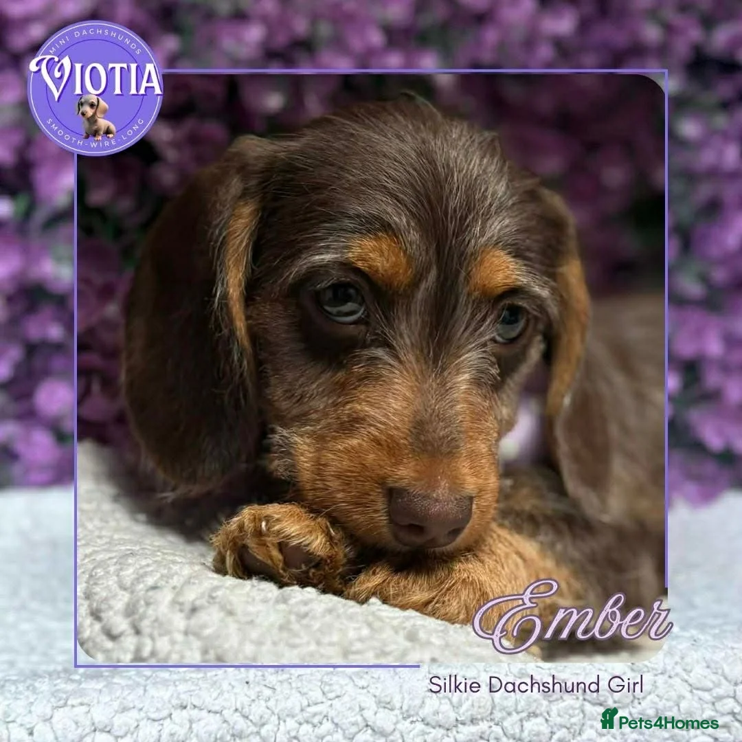 Miniature Dachshund dogs for sale: READY NOW Beautiful Mini Dachshund Puppies ⭐ - Advert 1