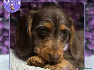 Miniature Dachshund dogs for sale: READY NOW Beautiful Mini Dachshund Puppies ⭐ - Advert 2
