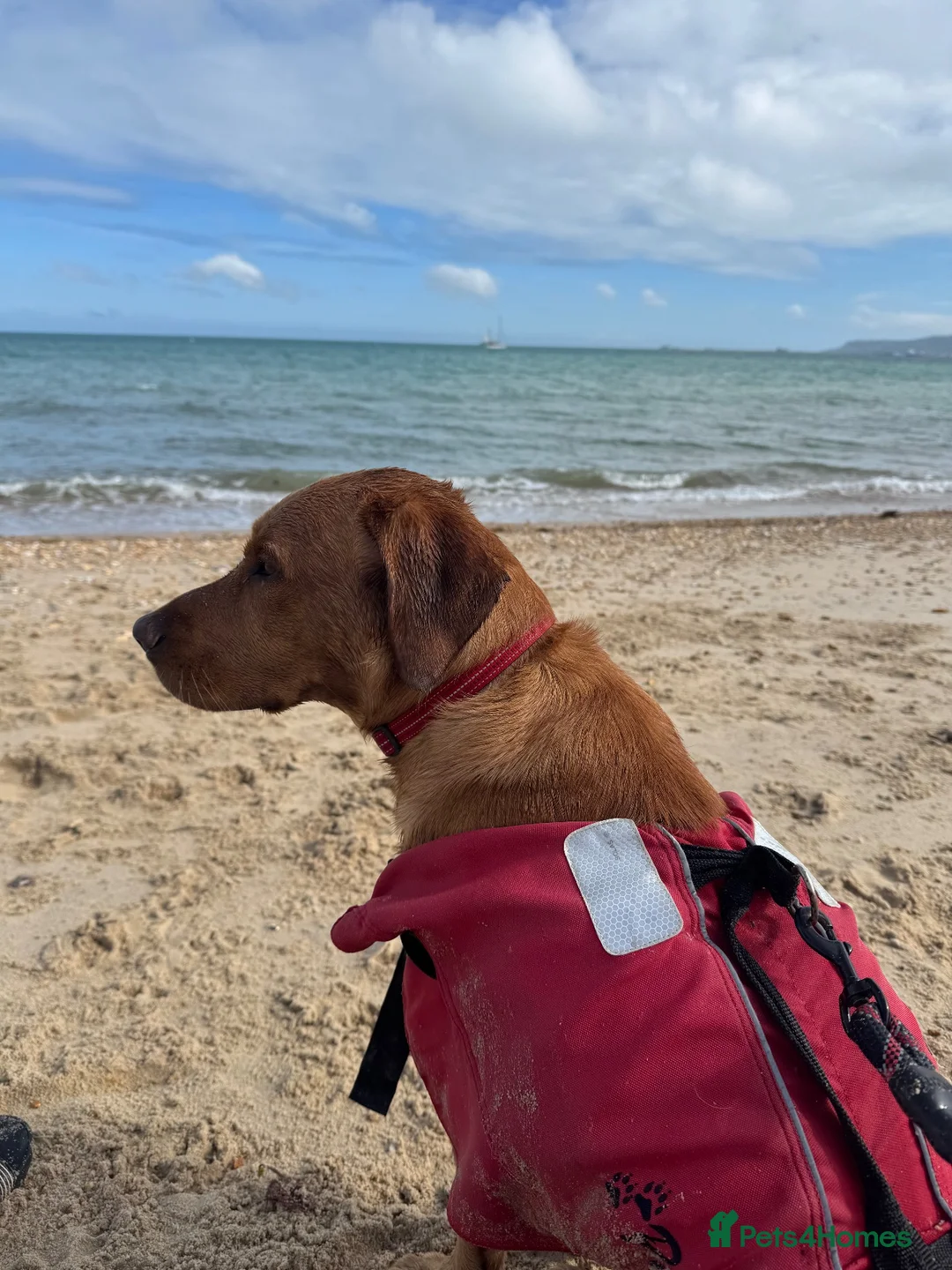 Labrador Retriever dogs for stud: Proven KC Fox Red Lab Stud - Advert 1