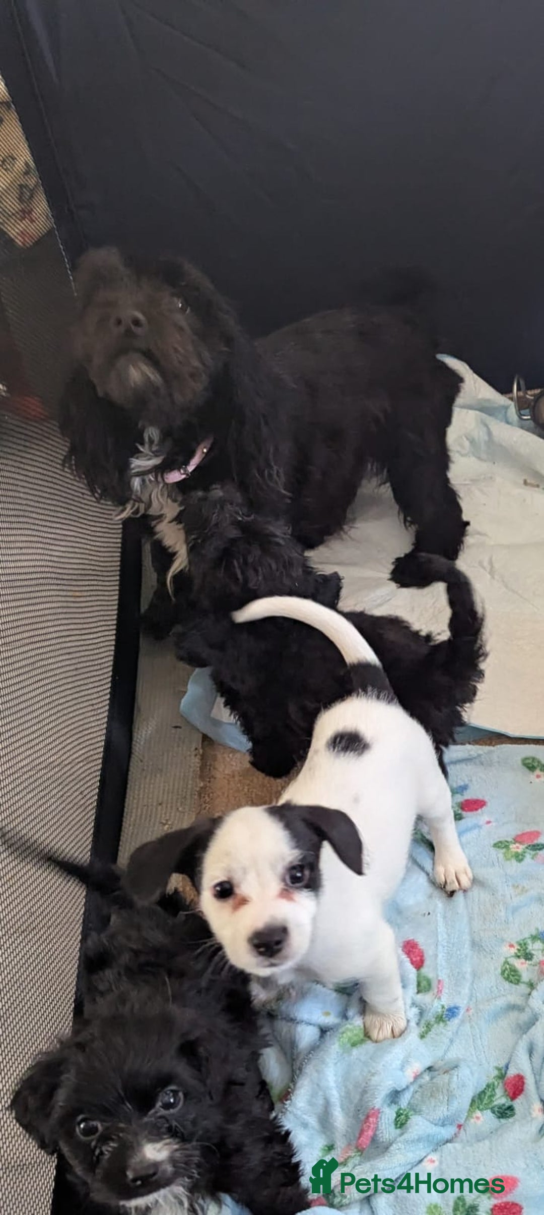 Mixed Breed dogs for sale: Cockapoo x cairn terrier - Image 19