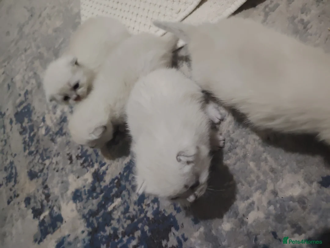 Ragdoll cats for sale: Blue Point fluffy Ragdoll kittens  in Leicester - Advert 5