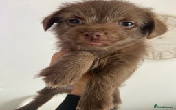 Mixed Breed dogs for sale: Shitzu x Jack Russell puppies  - Image 2