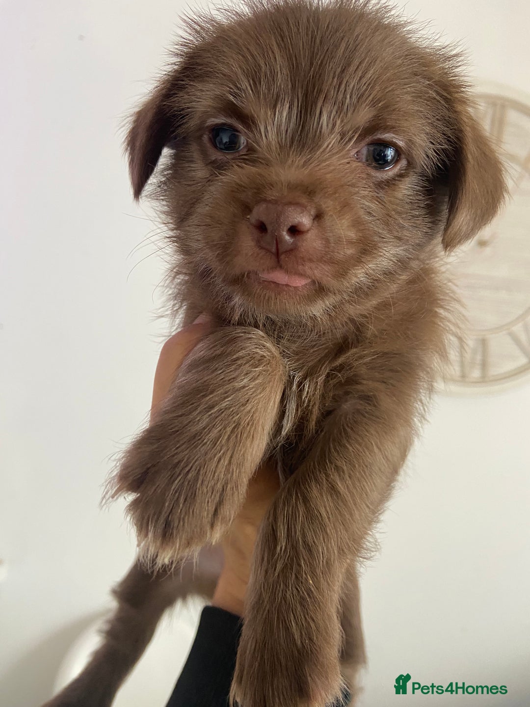 Mixed Breed dogs for sale: Shitzu x Jack Russell puppies  - Image 2