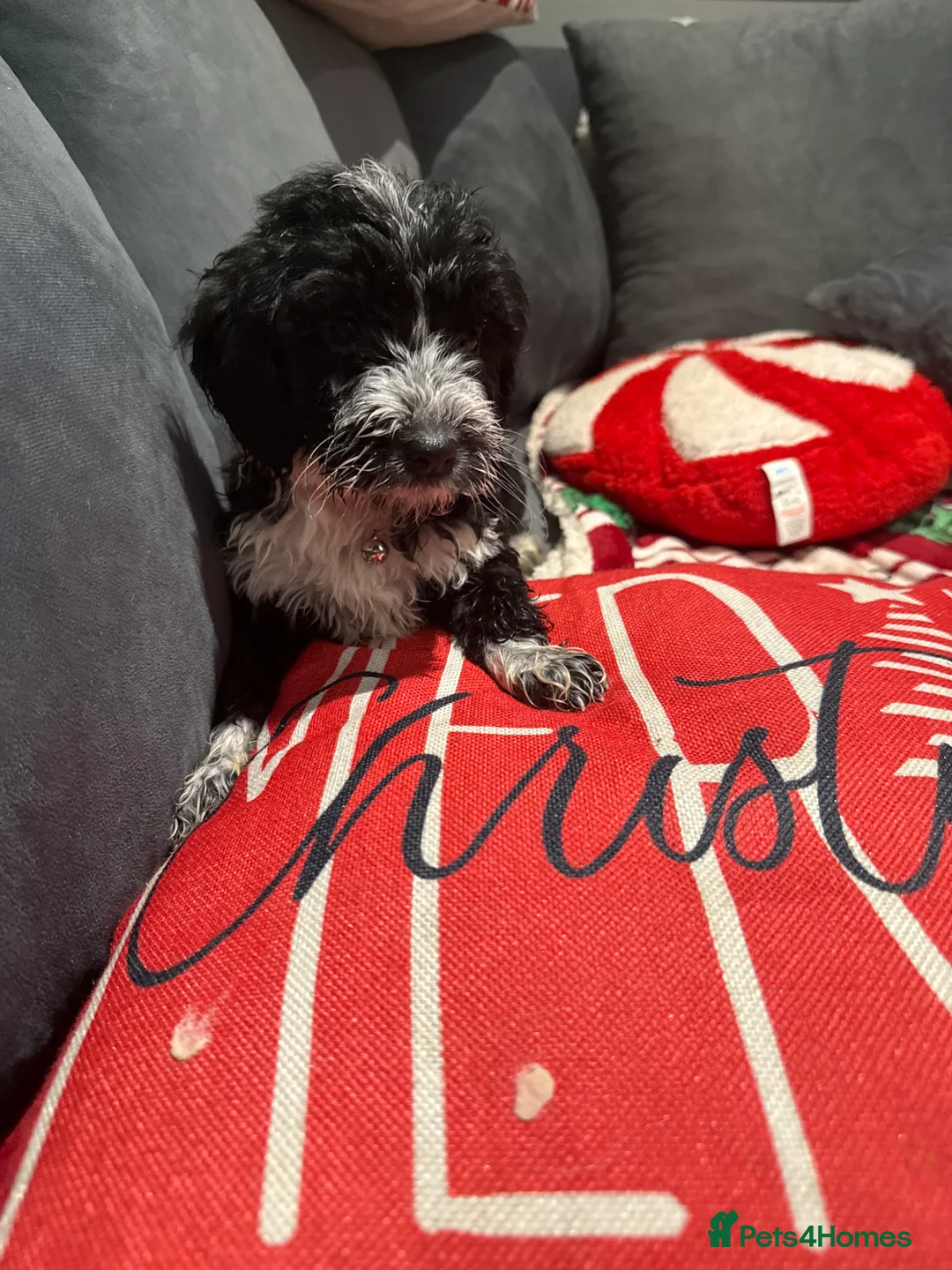 Cockapoo dogs for sale: Miniature f1 Cockapoos puppies - Advert 36