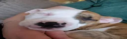 Mixed Breed dogs for sale: Bruce - Advert 13