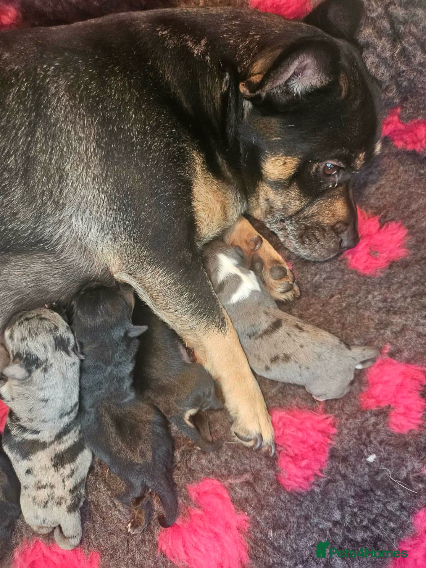 Mixed Breed dogs Jack Russell puppies looking for the forever home  - Advert 4