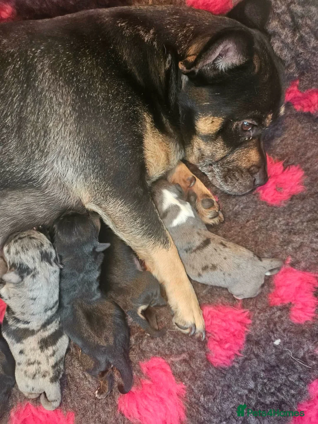 Mixed Breed dogs for sale: Jack Russell puppies looking for the forever home  in Halifax - Advert 1