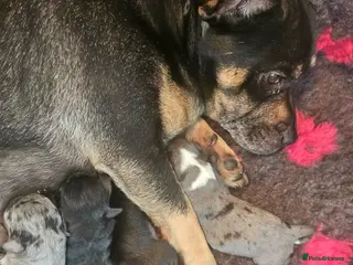 Mixed Breed dogs Jack Russell puppies looking for the forever home - Advert 3