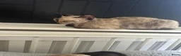 Devon Rex cats for sale: 4 year old beautiful tortie point Devon  rex girl - Advert 4