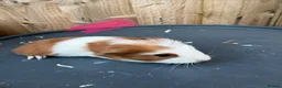 Guinea Pig rodents for sale: Guinea pigs to be reserved  - Advert 12