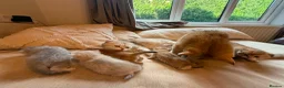 Scottish Fold cats for sale: Scottish fold kittens  in Haslemere - Advert 9