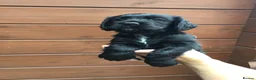 Cocker Spaniel dogs for sale: Cocker Spaniel puppies  in Stourport-on-Severn - Advert 8