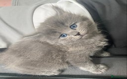 Siberian cats for sale: Siberian Kittens Neva Masquerade White - Image 9
